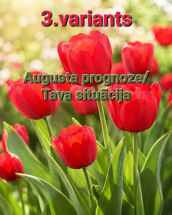 AUGUSTA PROGNOZE (3.VARIANTS)